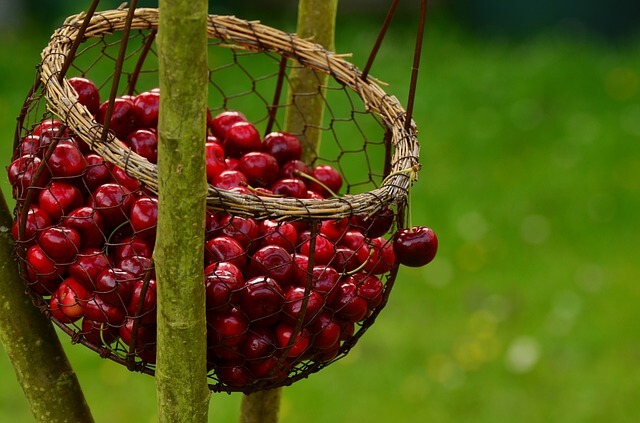 cherries-
